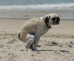 Cagnolino sulla spiaggia "senza" pannolino