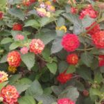 Fiori del giardino del Museo