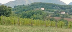 Visione del biologico